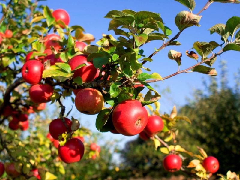 Яблоня купить саженцы из питомнике {2}